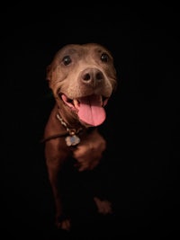 a dog is standing in the dark with his tongue out