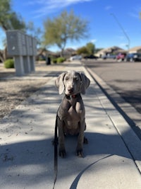 a weimaraner puppy on a leash on a sidewalk